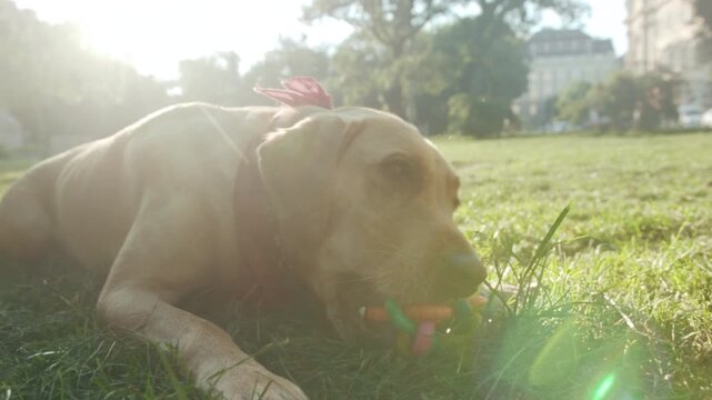 Joyful dog playing outdoors, Energetic dog with multicolored ball and flowing bandana frolics in sunlit meadow