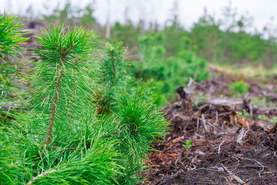 young coniferous trees planted by humans.