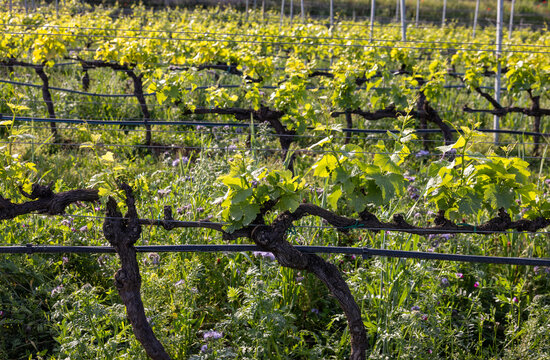 Vineyards in the Valpolicella region in Italy