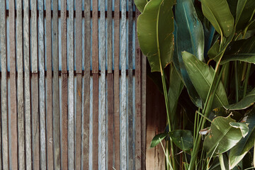 Fototapeta premium Wood fence plant leaves outdoor nature texture rustic mood, showing a calm garden scene with greenery and natural light on a wooden backdrop.