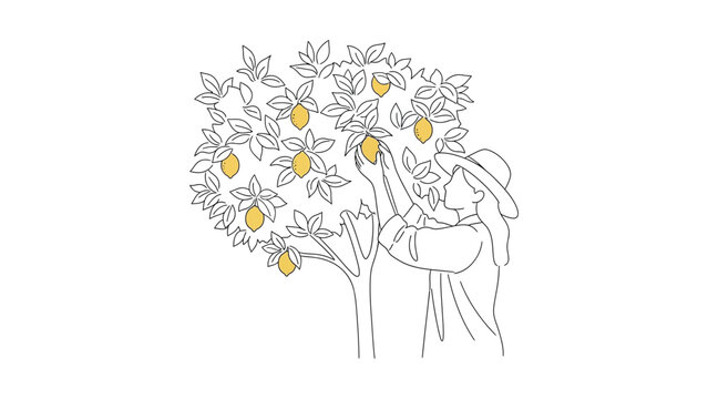 Woman picking oranges from tree branch.