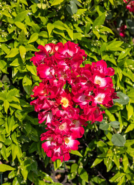 A climbing rose from the Rambler group. Ideal for pergolas, gazebos, and fences, its stems are virtually thornless.