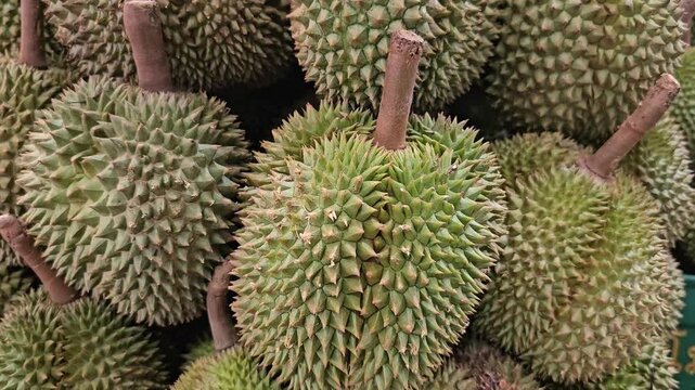 Close up of durian fruits with stems stacked in dense pile at street market, spiky shell texture filling frame, tropical produce harvest in Asia, ripe green brown yellow durians in outdoor stall