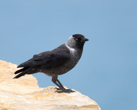 Western Jackdaw (Coloeus monedula) perched on a limestone cliff edge in Cyprus