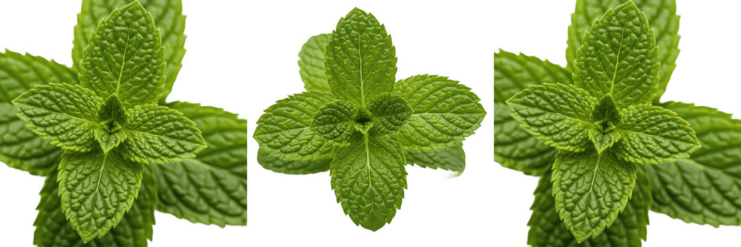 Fresh Green Mint Leaves Aromatic Herb for Botanical Garnish Kitchen Cooking and Herbal Tea PNG