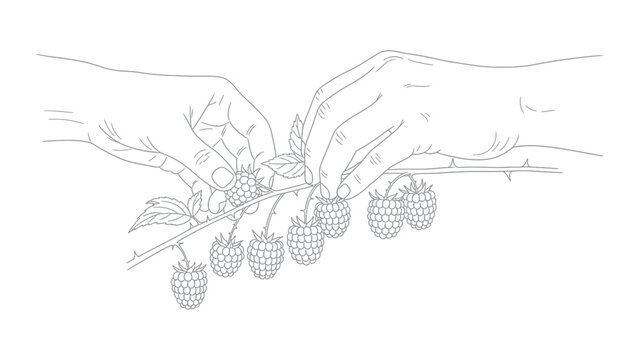 Hands holding pineapples from tree branch.