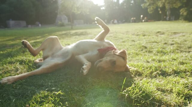 Sunny park scene with playful dog, Bright park where lively dog rolls and wiggles with vibrant toy close by