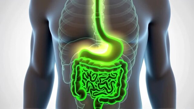 Digestive system highlighted in green. Stomach and intestines glow. Transparent anatomical model. Gastroenterology, digestive tract. Concept of nutrition and digestion.