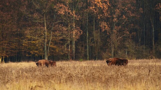 View of European bisons grazing in a dry grassy field with a dense forest in the background in Bucsani, Dambovita, Romania.