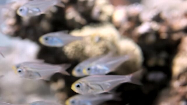 A captivating school of pygmy glassfish with iridescent eyes swims serenely amidst the textured, natural rock formations of their sunlit coral reef habitat, a peaceful underwater display.