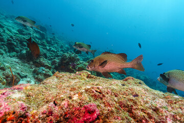 Fototapeta premium coral reef with fish