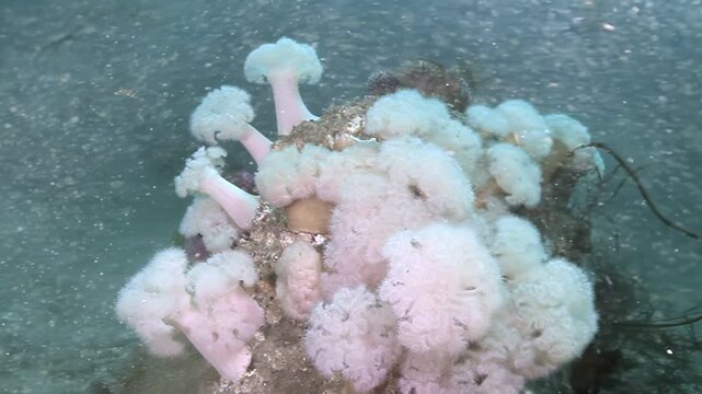 Gentle anemones sway to the currents, their ghostly frills beckoning unseen creatures in the dark depths of Washington's Puget Sound. These marine blooms thrive despite the cold.