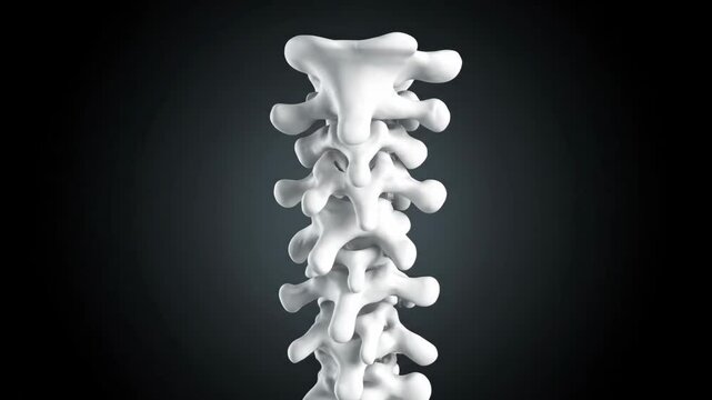 3D Animation of Human Cervical Spine with Natural Curve and Vertebral Foramen Detail