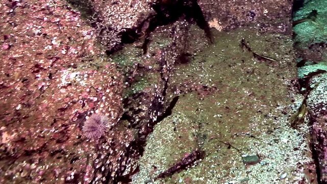 Observe a colossal Kamchatka Giant King Crab. This impressive creature gracefully maneuvers through the ancient rocks and stones at the bottom of the icy Barents Sea, a true ocean marvel.