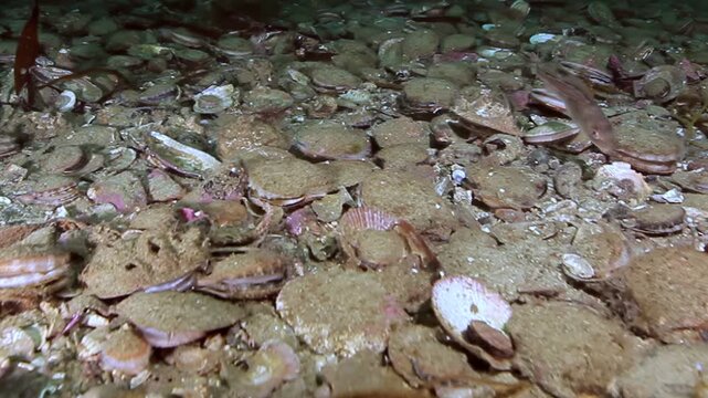 Witness a vibrant marine community on the Barents Sea bottom.