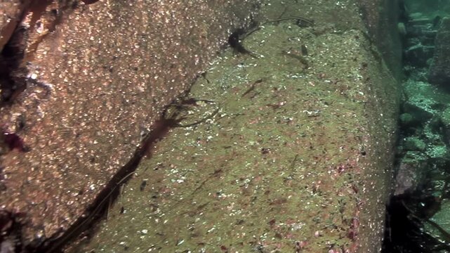 Witness the powerful Kamchatka Giant King Crab making its home among the rough rocks and scattered stones. This majestic crustacean thrives deep within the Barents Sea's cold, silent waters.