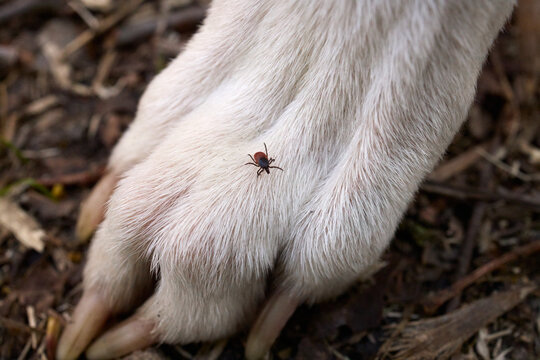 Tick crawling on dog paw in forest undergrowth