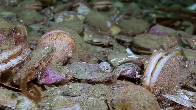 Observe a beautiful congregation of Flexopecten ponticus scallops populating the cold Barents Sea floor. Crabs gracefully navigate this flourishing underwater garden.