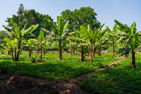 banana trees and soybean plants on farm in village of mto wa mbu tanzania