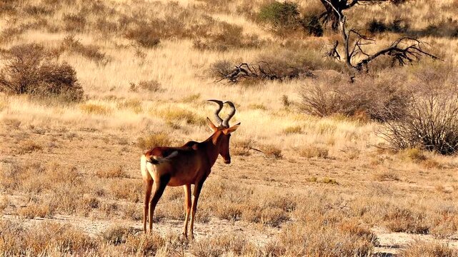 hartebeest, Alcelaphus caama, in savannah 535
