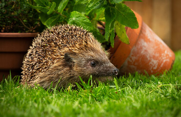 Hedgehog, Scientific name: Erinaceus europaeus.  Close up of a European hedgehog foraging at dusk amongst herbs and plant pots.  Horizontal.  Copy space © Moorland Roamer