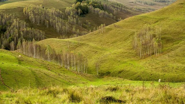 View of rolling green hills with grazing cows and clusters of birch trees in Salciua de Jos, Alba County, Romania.
