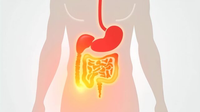 Digestive tract highlighted in red glow. Stomach to colon illuminated. Human anatomy illustration. Gastrointestinal system function. Concept of nutrition and metabolism.
