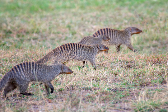 Banded mongoose group walking across savanna
