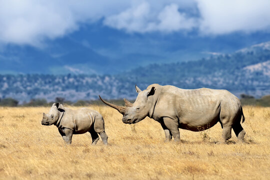 Two rhinoceroses, mother and baby are walking on the savannah