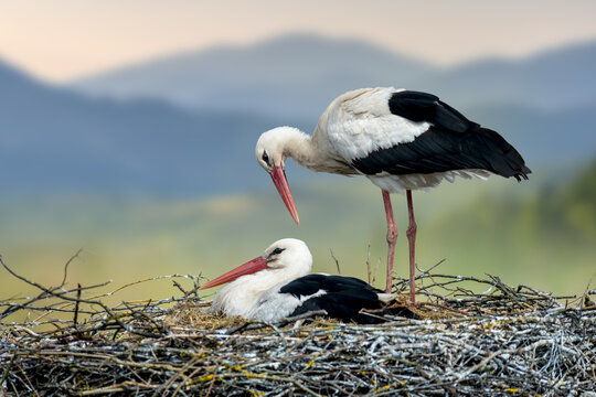 White storks couple nesting, breeding new life
