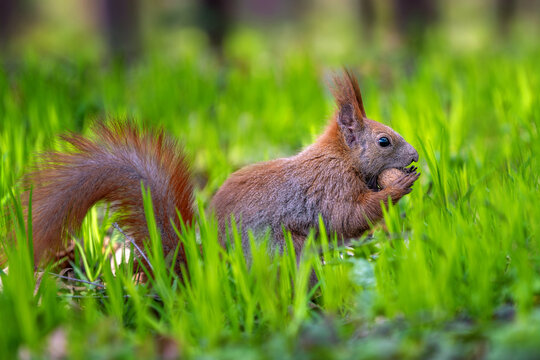 Red squirrel on green grass eating nut and staring