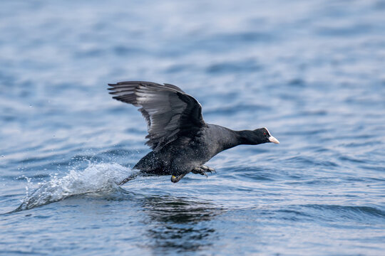 Fulica atra bird taking off water splashing on lake