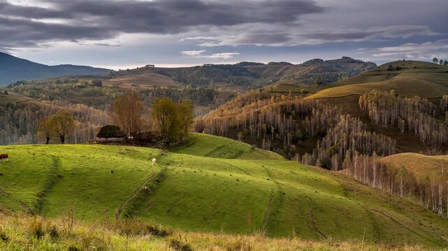 View of rolling green hills with a small thatched roof house, grazing cows, and autumn birch trees under a cloudy sky in Salciua de Jos, Alba County, Romania.