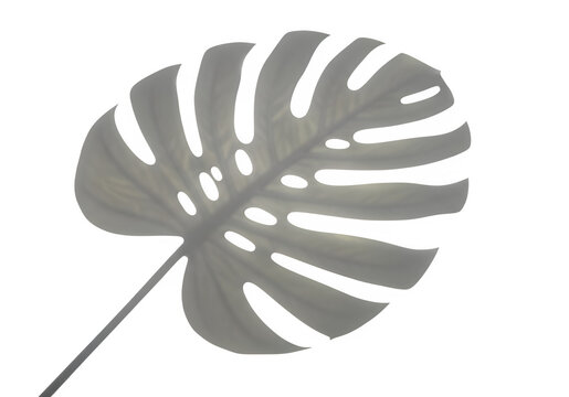 Large gray monstera leaf with holes isolated on transparent background for design