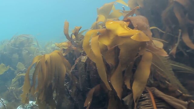 Explore a mesmerizing underwater realm where golden kelp sways rhythmically in the currents. Gentle sunlight filters through, creating ethereal dancing patterns within this ocean sanctuary.