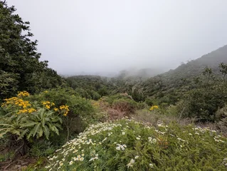 Mystical Foggy Forest in Garajonay National Park on La Gomera, Canary Islands © Random_Mentalist