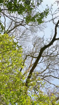 tree branches against blue sky
