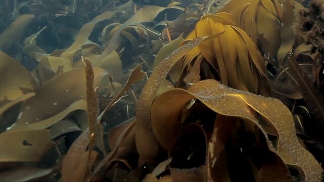 Golden kelp sways rhythmically in the ocean's gentle current. Sunlight dances on the leafy surfaces, creating a shimmering, ethereal effect in this underwater world.