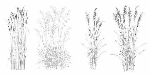 Grass stalks line art four variations on white background © Suresh