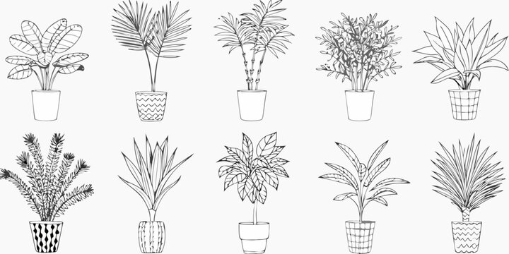 Potted plant collection twelve line drawing variants on white background