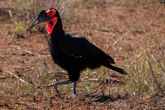 View of a Southern Ground Hornbill with distinctive red facial skin walking across the arid terrain of Kruger National Park Skukuza, Mpumalanga, South Africa.