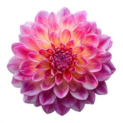 Fototapeta premium Stunning Pink and Purple Dahlia with Tightly Layered Spiral Petals Isolated on White Background. AI generated image