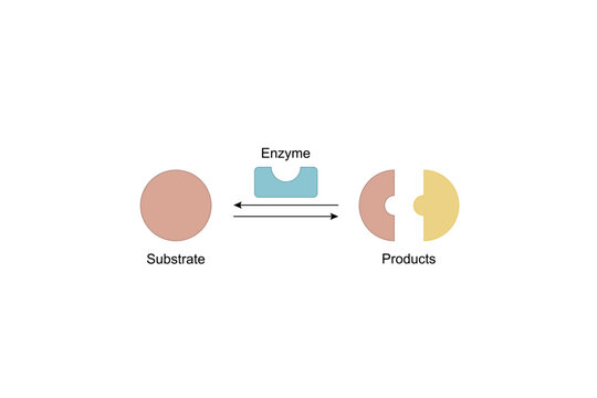 Enzyme function. Catalysis, substrate, enzyme, enzyme-substrate complex. Enzymatic reaction. Key and lock. Scientific design. Vector illustration.