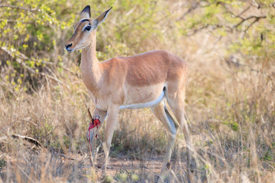 View of an injured impala with a bloody leg wound standing in the dry bushveld of Kruger National Park Skukuza, Mpumalanga, South Africa.