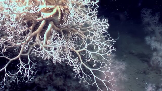 An amazing Gorgonocephalus eucnemis, also known as the Gorgon's head brittle star, sits on the dark sea floor. This marine animal shows off its intricate branched arms, waiting for food.