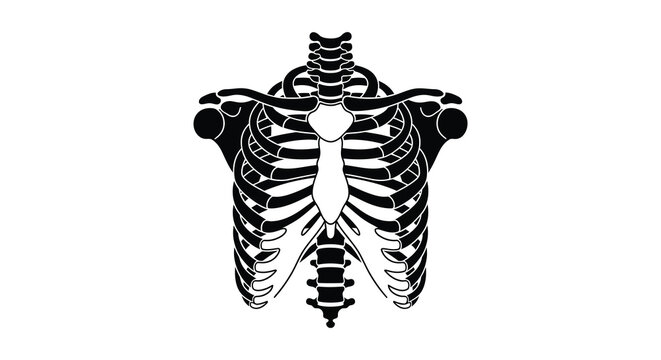 Human ribcage and spine anatomy illustration black and white silhouette high quality professional detailed modern elegant stylish clean crisp vibrant colorful