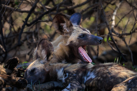 View of African wild dogs resting in the bush with one yawning in Kruger National Park Skukuza, Mpumalanga, South Africa.