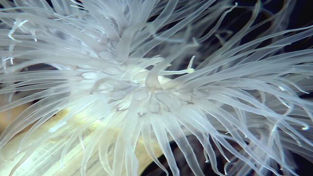 Observe the graceful movement of a frilled anemone. Metridium senile sways gently, its tentacles reaching out in the Arctic ocean, showing the beauty of underwater life.