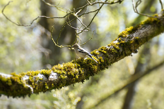 Female common chaffinch (Fringilla coelebs) sitting in a tree in Zurich, Switzerland