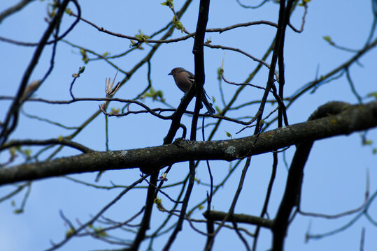 Male common chaffinch (Fringilla coelebs) sitting in a tree in Zurich, Switzerland